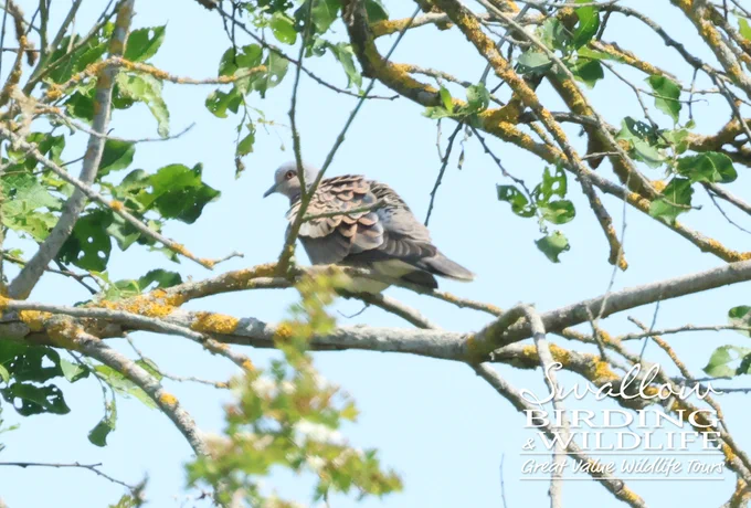 European Turtle Dove