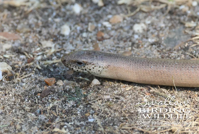 Slow Worm
