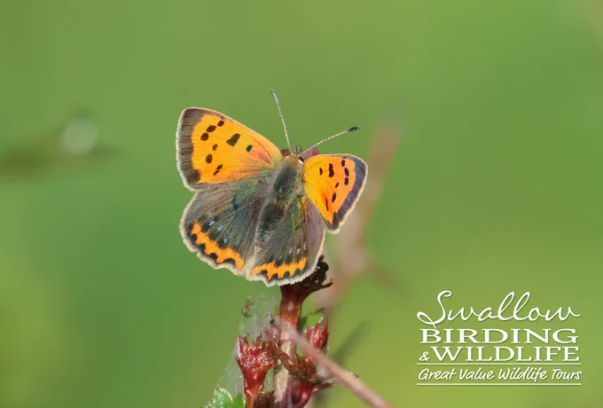 Small Copper