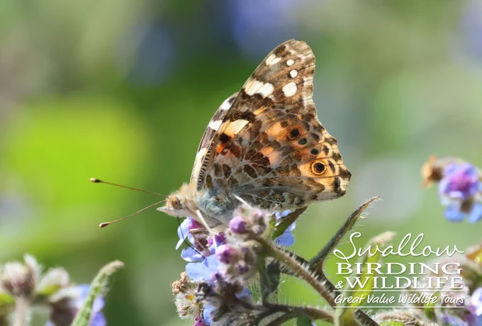 Painted Lady