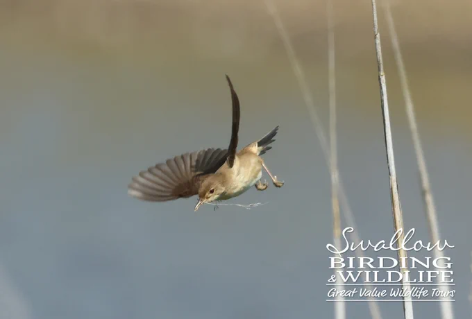 Reed Warbler carrying nesting material