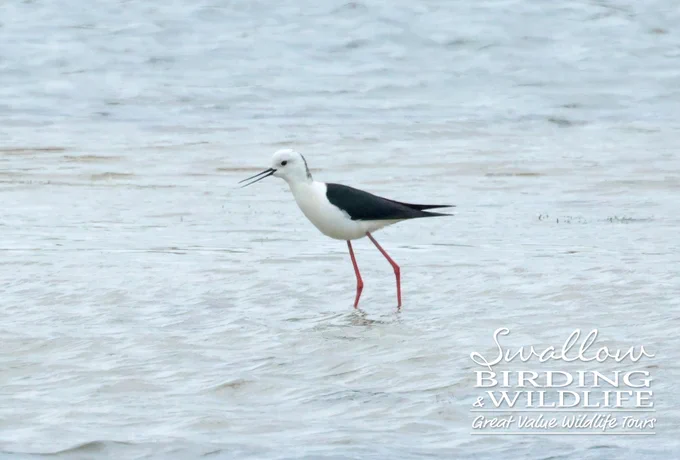 Black-winged Stilt