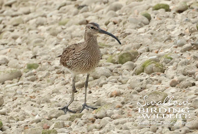 Eurasian Whimbrel with damaged leg