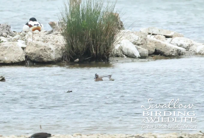 Drake Garganey