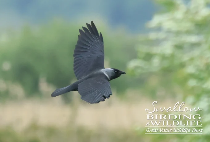 'Nordic' type Jackdaw