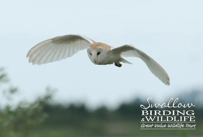 Western Barn Owl