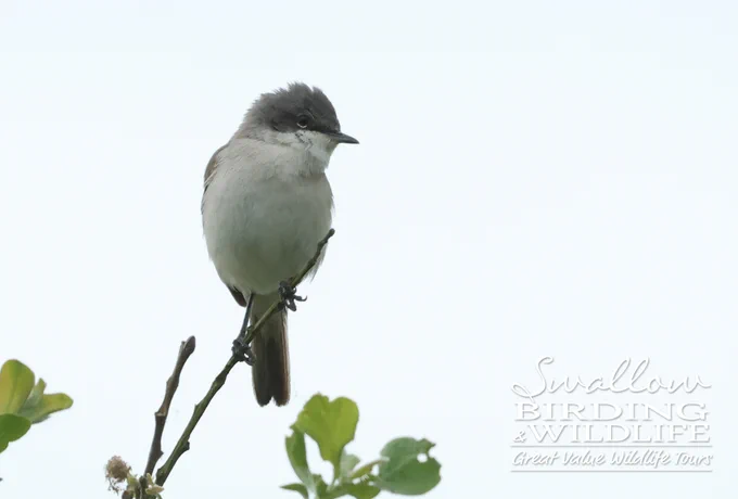 Lesser Whitethroat