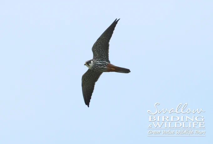 Eurasian Hobby