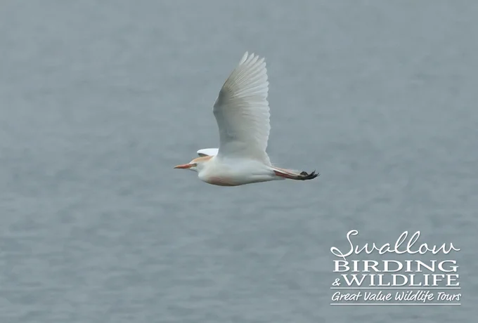 Western Cattle Egret