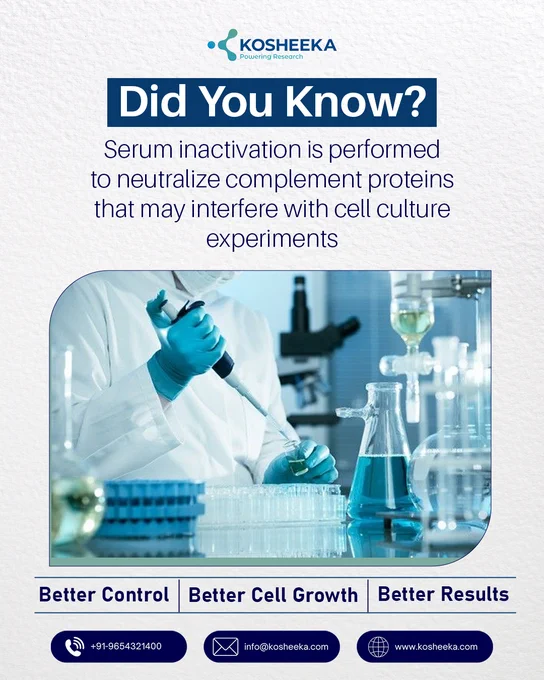 Did you know serum is often heat-inactivated before use in cell culture?

This process is done to remove or inactivate complement proteins, which are part of the immune system and can sometimes affect cell viability, growth, and experimental consistency in vitro.

By heat-inactivating serum, researchers help create a more stable and controlled culture environment, especially when working with sensitive primary cells and stem cells.

At Kosheeka, understanding the science behind every step helps build stronger, more reproducible research outcomes. 

Follow for more cell culture facts, lab tips, and scientific insights.

#DidYouKnow #CellCulture #SerumInactivation #CellBiology #LabTips #ScientificFacts #StemCellResearch #Kosheeka #LifeScience #Biotechnology