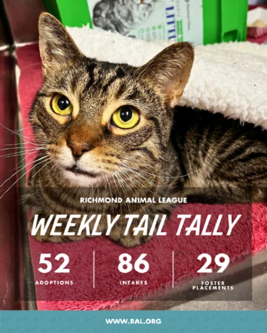 Tabby cat with bright yellow eyes. Overlay reads: "Richmond Animal League Weekly Tail Tally: 52 adoptions, 86 intakes, 29 foster placements. www.ral.org"