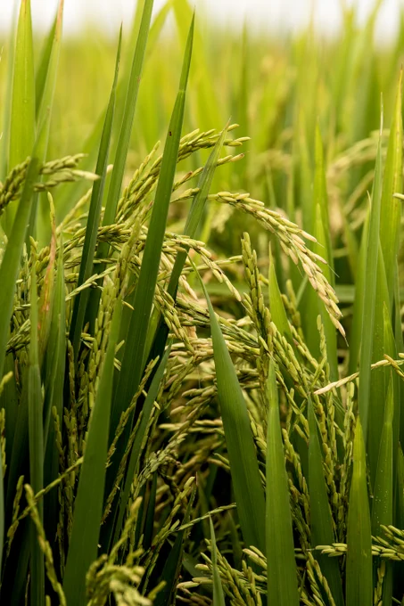 Rice growing in field.