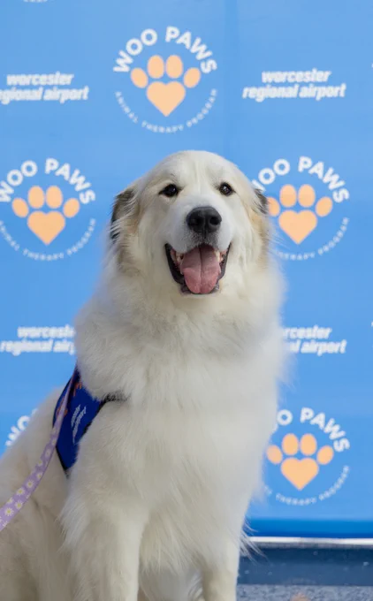 A fluffy dog sits contentedly in front of a blue backdrop displaying "WOO PAWS" and "Worcester Regional Airport." The backdrop features a paw print graphic. The dog has a happy expression, and wears a harness.