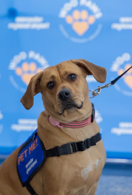 A dog with a tan coat is wearing a blue vest with "Pet Me!" written on it. 