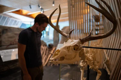 A person examines a mounted deer skeleton in a well-lit, modern museum exhibit. The deer has prominent antlers.