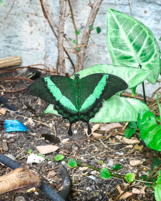 Top-down view of a butterfly with emerald green wings and a black V-shaped band on a pale leaf.