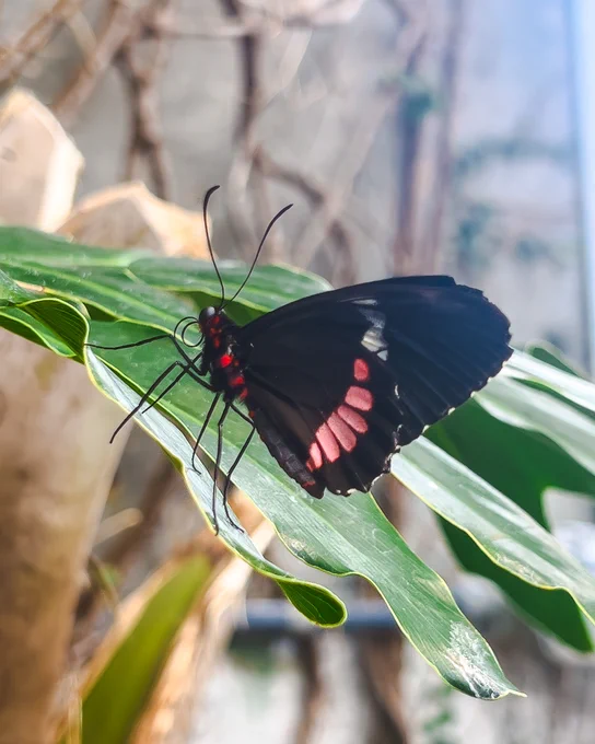 ide view of a black butterfly with pinkish-red spots on its lower wings resting on a green leaf.