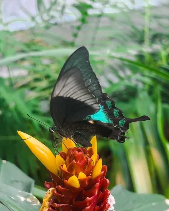 Side profile of a black butterfly with vibrant turquoise patches on a red and yellow tropical flower.