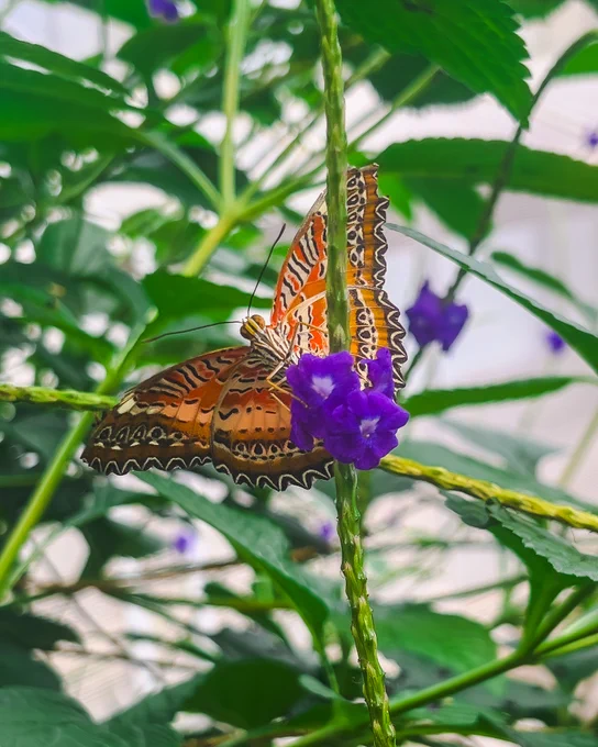 Orange and black patterned butterfly with wings spread on purple flowers.