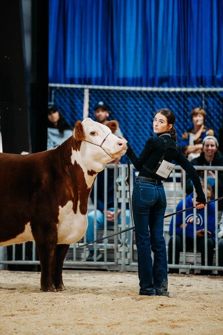 A young girl with brown hair, blue jeans and a black button down shirt showing a Red Hereford beef cow inside the livestock arena at the N.C. State Fair. 