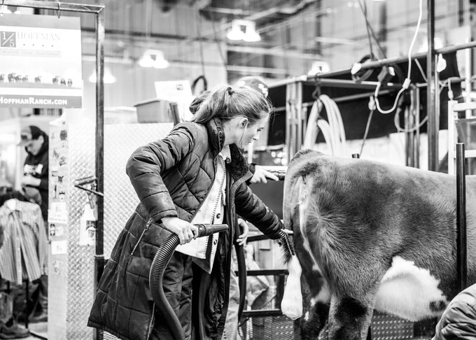 Black and white of a young girl blow drying a cow inside a livestock barn. 