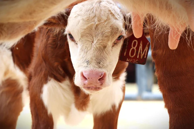 A Red Hereford calf looking under its mom's belly. 