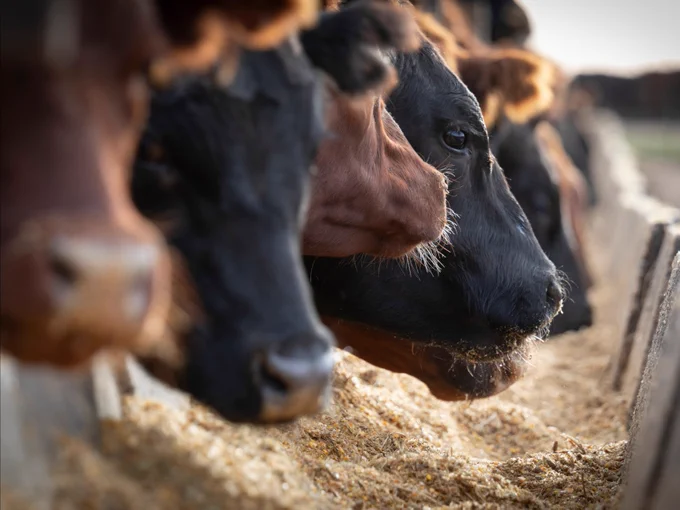 cattle eating in a bunk at a feedlot
