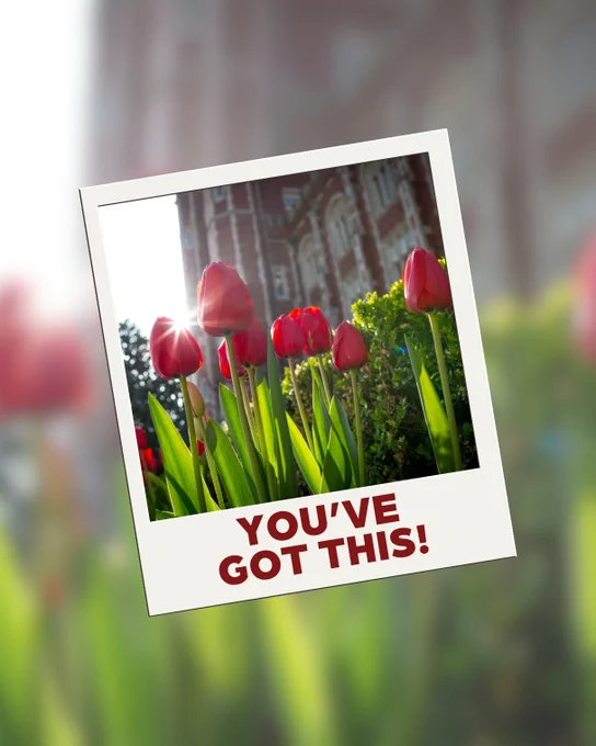 A photograph of vibrant red tulips with lush green leaves in the foreground. A blurred, historic red-brick building with arched windows is visible in the background. The image is framed like a Polaroid with the text "YOU'VE GOT THIS!" at the bottom.