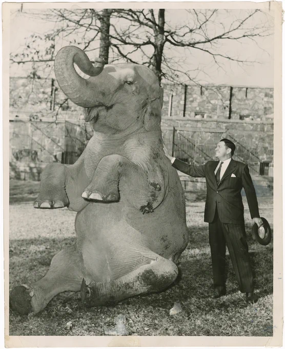 A black and white photograph of an elephant sitting on its haunches with its trunk in the air. Pratt Remmel, wearing a suit, stands beside her with his hand on her shoulder.