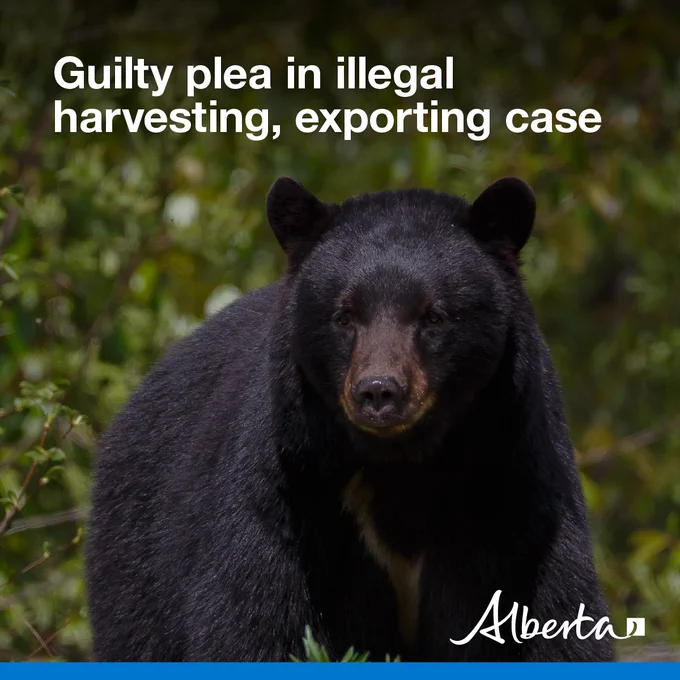 image depicts a black bear standing in a green forest. Text reads Guilty plea in illegal harvesting, exporting case with the white Alberta logo in the bottom right corner.