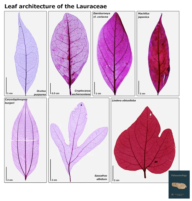 Photographs of seven extant laurel leaves illustrating the variety of morphology among members of the Family Lauraceae. Top row from left to right: Ocotea purpurea (scale bar 1 cm); Cryptocarya aschersoniana (scale bar 0.5 cm); Damburneya cf. coriacea (scale bar 1 cm); Machilus japonica (scale bar 2 cm). Bottom row from left to right:  Caryodaphnopsis burgeri (scale bar 2 cm);  Sassafras albidum (scale bar 2 cm); Lindera obtusiloba (scale bar 2 cm). Blue rectangle in bottom right corner is a cover image for the journal palaeontology. All leaves from the Collection of Cleared Leaves of the Institute of Geology, Universidad Nacional Autonoma de Mexico.