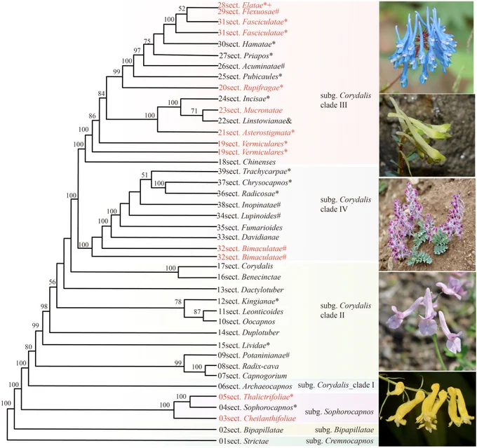Revised phylogenetic tree for Corydalis based on nuclear gene data.