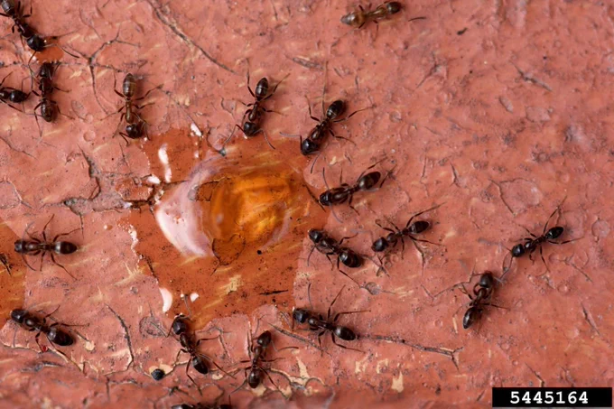 A group of Argentine ants feeding on gel bait.
