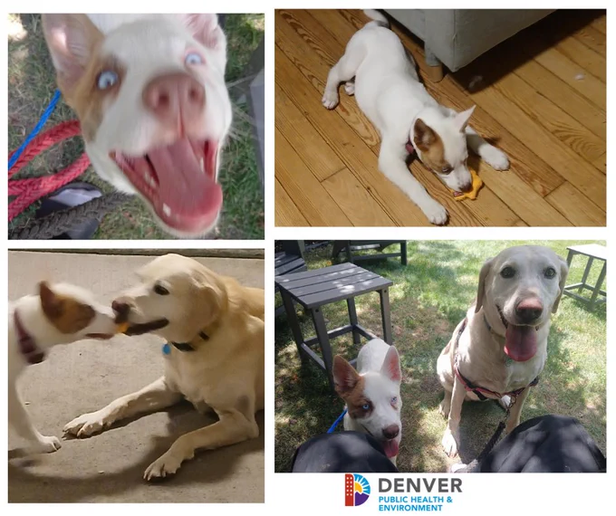 Four photos: one of a white-and-tan dog with his mouth open, another with the same dog on a wood floor, chewing on something, another of the same dog playing tug-of-war with a Labrador dog, and a final pic of the two dogs sitting on a lawn.