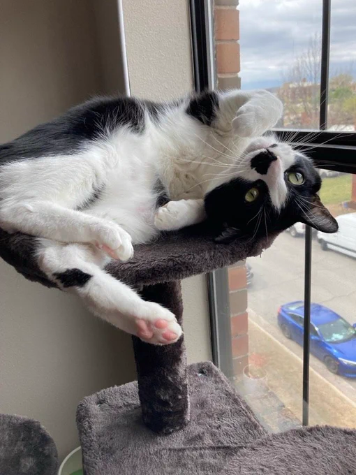 Frijolito the Tuxedo cat - Who belongs to Casey Lowry (Web Developer UCO Chambers Library) 