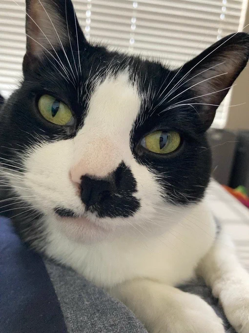 Frijolito the Tuxedo cat - Who belongs to Casey Lowry (Web Developer UCO Chambers Library) 