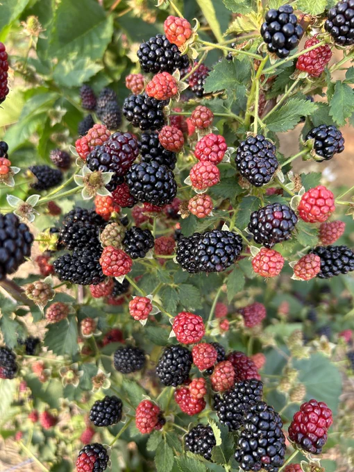 Ripe and unripe blackberries on a plant.