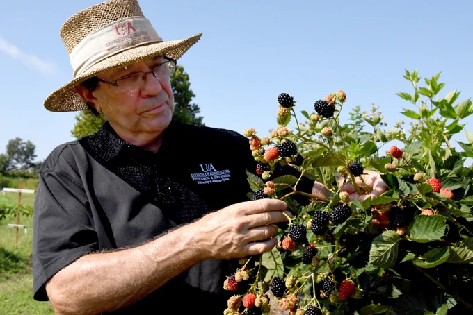 John Clark with blackberries