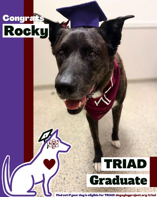 A decorative image of a dog wearing a purple graduation cap and a maroon bandana with white lettering stands on a speckled floor with text that reads, "Congrats Rocky, TRIAD Graduate." Find out if your dog is eligible for TRIAD: dogagingproject.org/triad