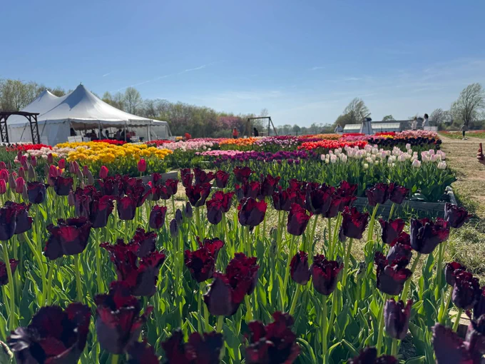 Planted tulips in a field with a tent and tree line in the background under a blue sky. 