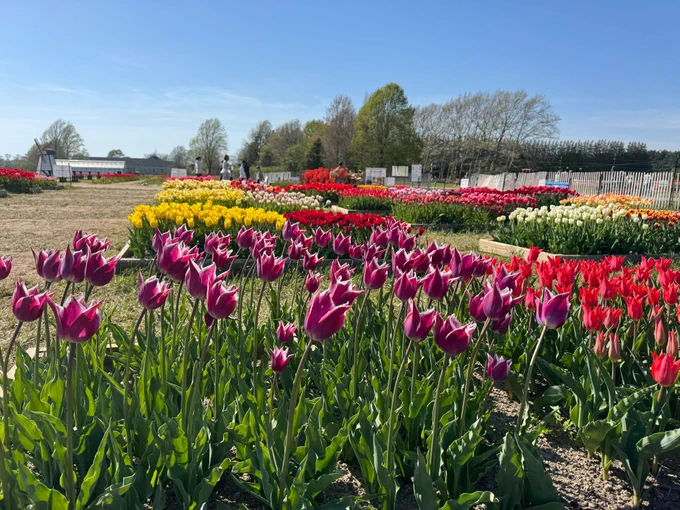 Planted tulips in a field with a white building and fence and tree line in the background under a blue sky