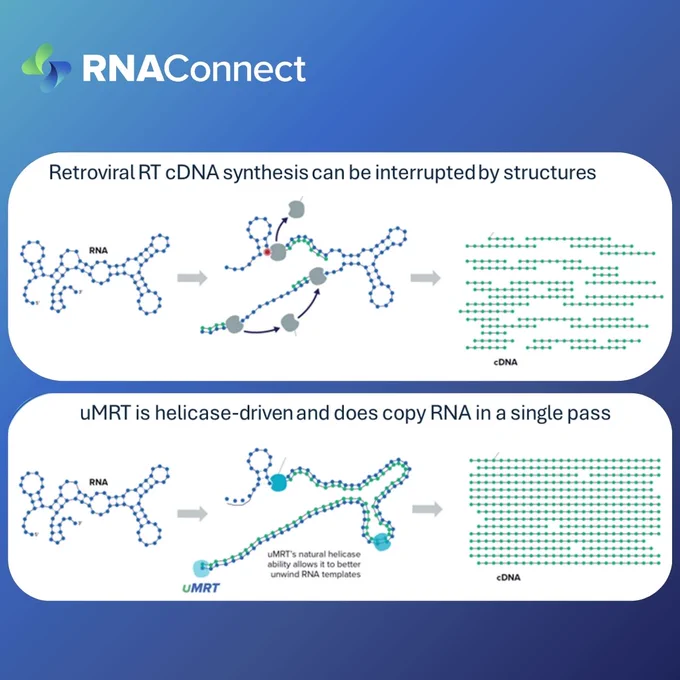 uMRT copies RNA in a single pass