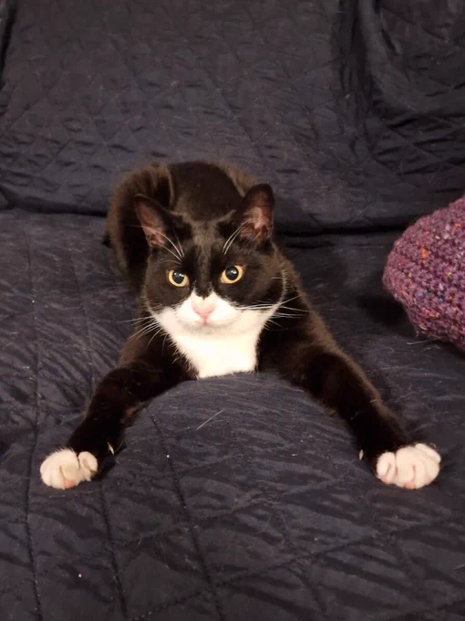A ridiculous tuxedo cat stretches his front leggies as far as they will go, making a shape that could only be described as "earwig wearing socks"