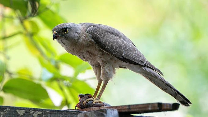 Photo: Satdeep Gill; file is licensed under the Creative Commons Attribution 4.0 International license.