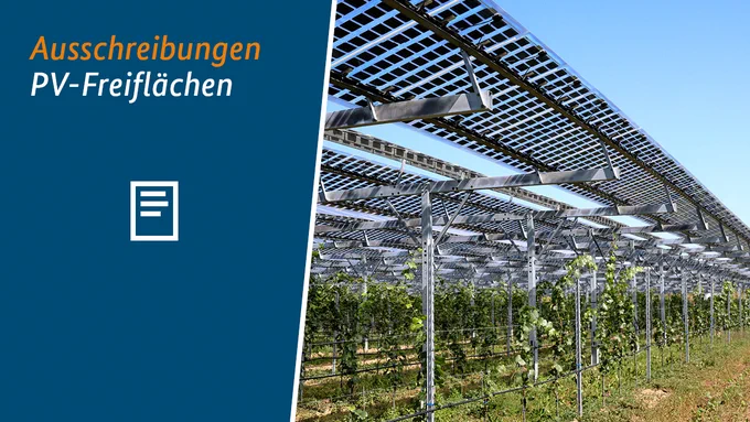 Unter einer PV-Anlage wachsen Weinreben.