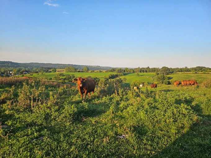 Brown cows grazing on a lush green pasture under a clear blue sky with rolling hills in the background.