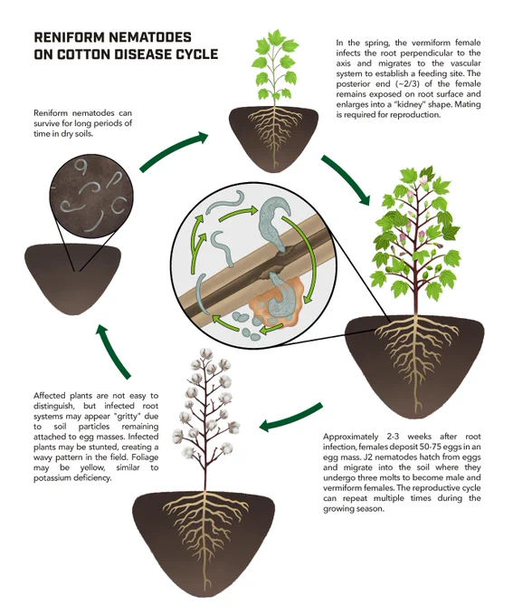 Illustration of the reniform nematode life cycle in cotton including major life stages and how this nematode interacts with the cotton plant. 