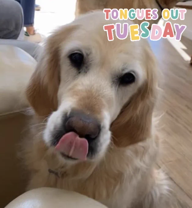Golden retriever puppy, his pink tongue licking the tip of his black nose
