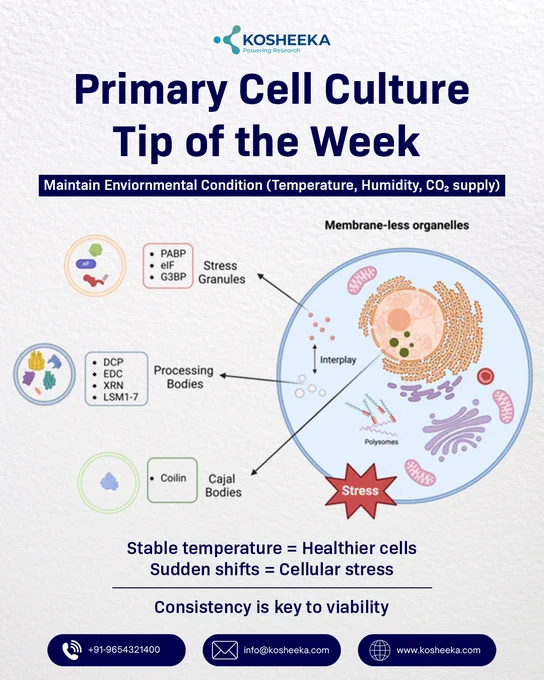 "Primary Cell Culture Tip of the Week

One of the most overlooked factors in cell culture success is temperature stability.

Primary cells are highly sensitive to sudden temperature changes. Frequent exposure to room temperature during handling, extended time outside the incubator, or repeated warming and cooling cycles can lead to cellular stress, reduced viability, and altered morphology.

Best practices:

minimize the time cultures spend outside the incubator
pre-warm media, PBS, and reagents before use
avoid repeated freeze-thaw cycles
ensure incubator doors are not left open for long durations

Maintaining a stable temperature helps preserve cell health, growth consistency, and reproducibility of results.

At Kosheeka, every detail matters when it comes to better cell culture outcomes.


#CellCultureTip #PrimaryCells #LabTips #CellCulture #CellBiology #ResearchTips #Kosheeka #LifeScience #Biotechnology #StemCellResearch"