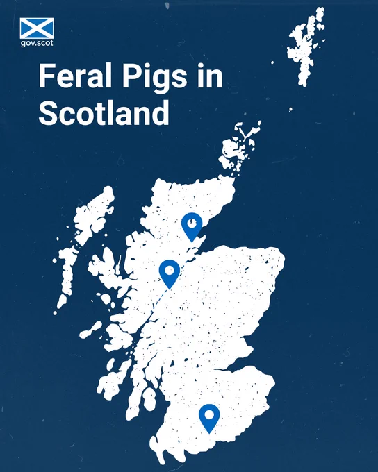 Map of Scotland highlighting three locations with markers indicating feral pig presence.